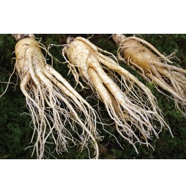 Fresh Ginseng
