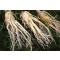 Fresh Ginseng